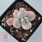 Cotyledon Orbiculata cv. Short Round Leaf Variegated
