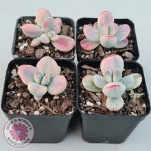 Load image into Gallery viewer, Cotyledon Orbiculata cv. Short Round Leaf Variegated - John &amp; Norma&#39;s Succulents
