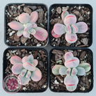 Cotyledon Orbiculata cv. Short Round Leaf Variegated