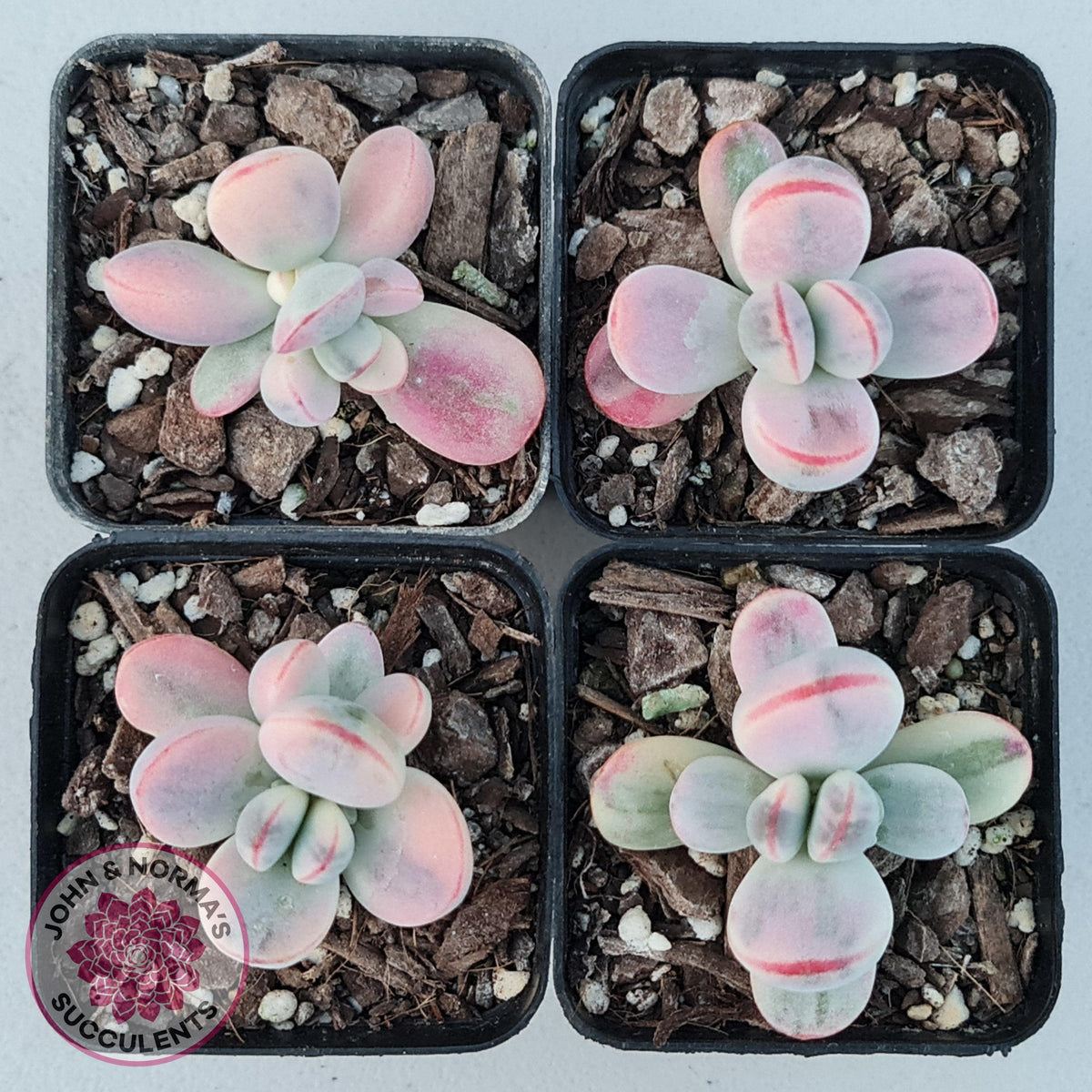 Cotyledon Orbiculata cv. Short Round Leaf Variegated