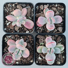 Load image into Gallery viewer, Cotyledon Orbiculata cv. Short Round Leaf Variegated - John &amp; Norma&#39;s Succulents
