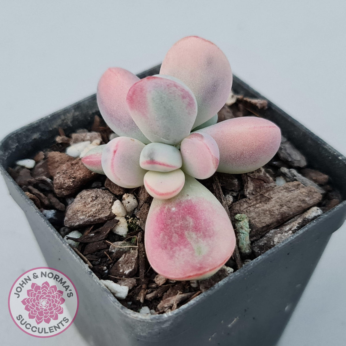 Cotyledon Orbiculata cv. Short Round Leaf Variegated