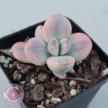 Load image into Gallery viewer, Cotyledon Orbiculata cv. Short Round Leaf Variegated - John &amp; Norma&#39;s Succulents
