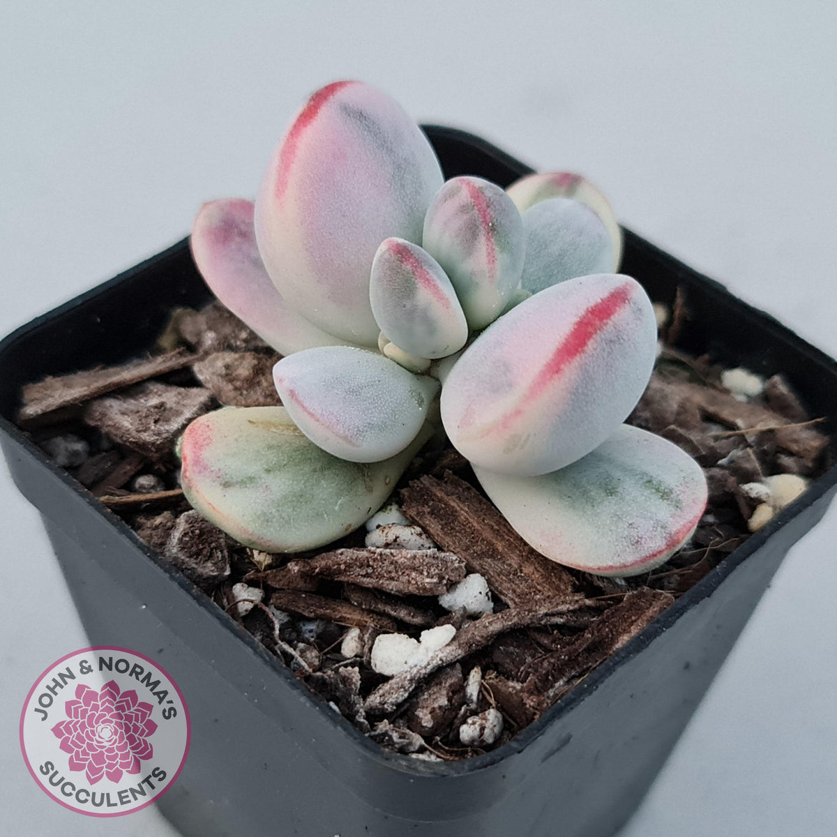 Cotyledon Orbiculata cv. Short Round Leaf Variegated