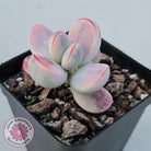Cotyledon Orbiculata cv. Short Round Leaf Variegated
