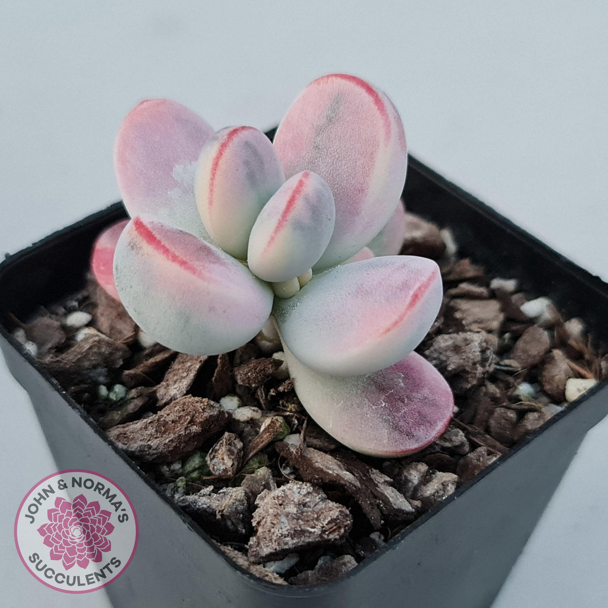 Cotyledon Orbiculata cv. Short Round Leaf Variegated
