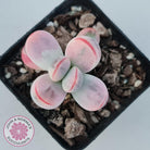 Cotyledon Orbiculata cv. Short Round Leaf Variegated