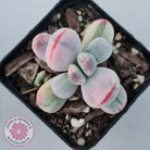 Cotyledon Orbiculata cv. Short Round Leaf Variegated