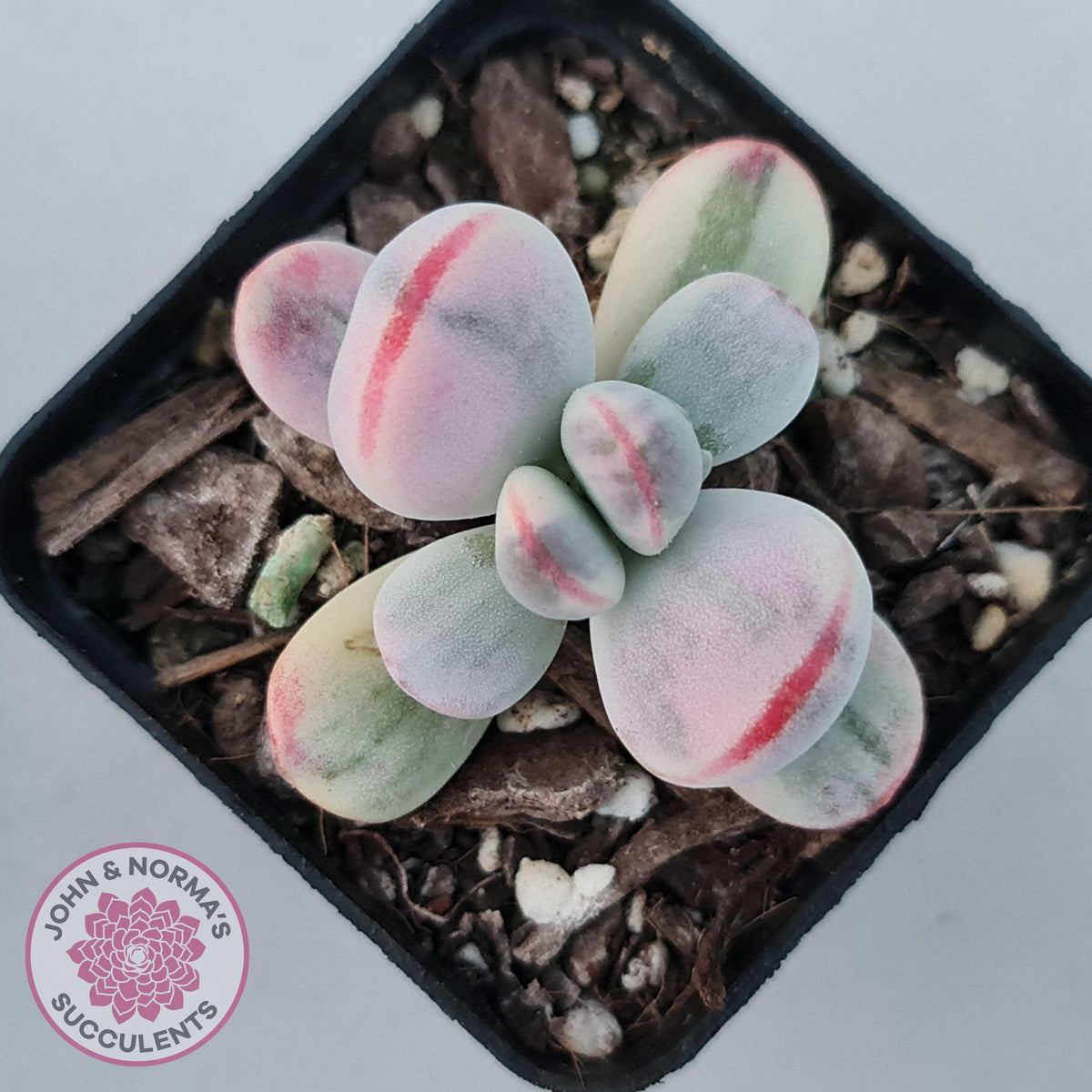 Cotyledon Orbiculata cv. Short Round Leaf Variegated