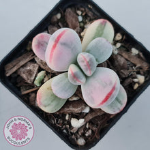 Load image into Gallery viewer, Cotyledon Orbiculata cv. Short Round Leaf Variegated - John &amp; Norma&#39;s Succulents
