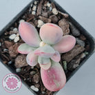 Cotyledon Orbiculata cv. Short Round Leaf Variegated