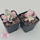 Cotyledon Orbiculata cv. Short Round Leaf Variegated
