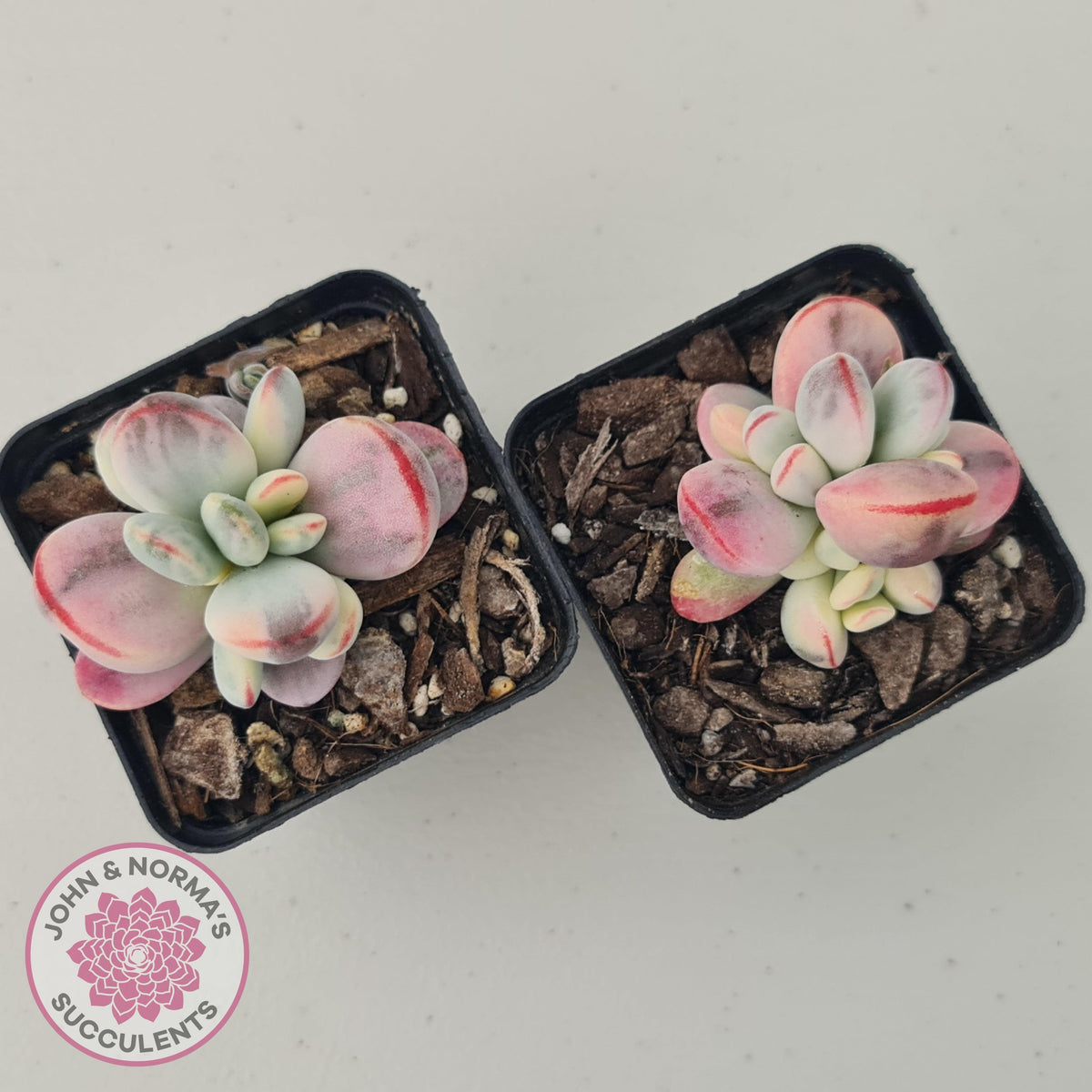 Cotyledon Orbiculata cv. Short Round Leaf Variegated