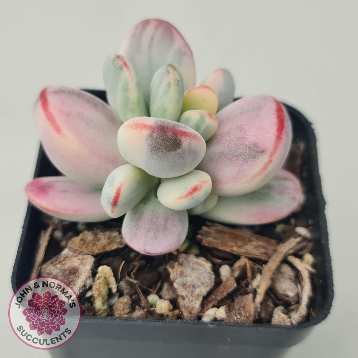 Cotyledon Orbiculata cv. Short Round Leaf Variegated
