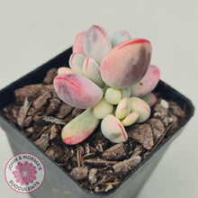 Load image into Gallery viewer, Cotyledon Orbiculata cv. Short Round Leaf Variegated - John &amp; Norma&#39;s Succulents
