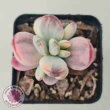 Load image into Gallery viewer, Cotyledon Orbiculata cv. Short Round Leaf Variegated - John &amp; Norma&#39;s Succulents
