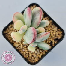 Load image into Gallery viewer, Cotyledon Orbiculata cv. Short Round Leaf Variegated
