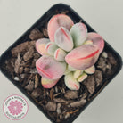 Cotyledon Orbiculata cv. Short Round Leaf Variegated