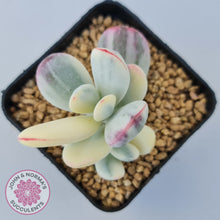 Load image into Gallery viewer, Cotyledon Orbiculata cv. Short Round Leaf Variegated
