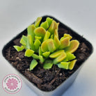 Cotyledon Papillaris 'String Form'