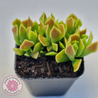 Cotyledon Papillaris 'String Form'
