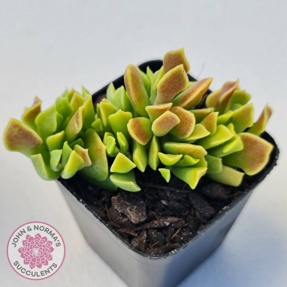 Cotyledon Papillaris 'String Form'