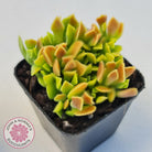 Cotyledon Papillaris 'String Form'