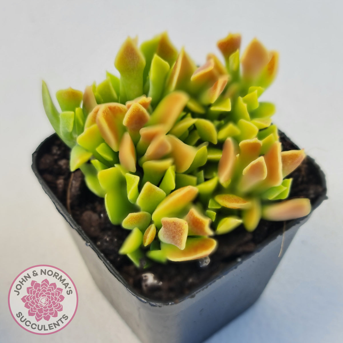 Cotyledon Papillaris 'String Form'