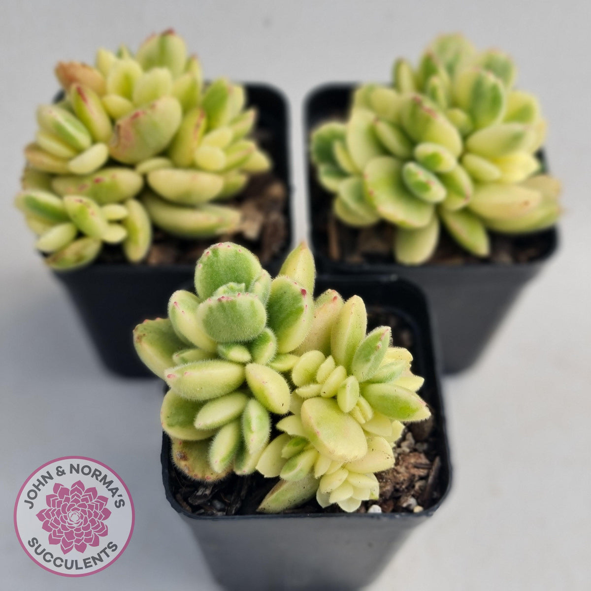 Cotyledon tomentosa 'Bears Paw' White Variegated
