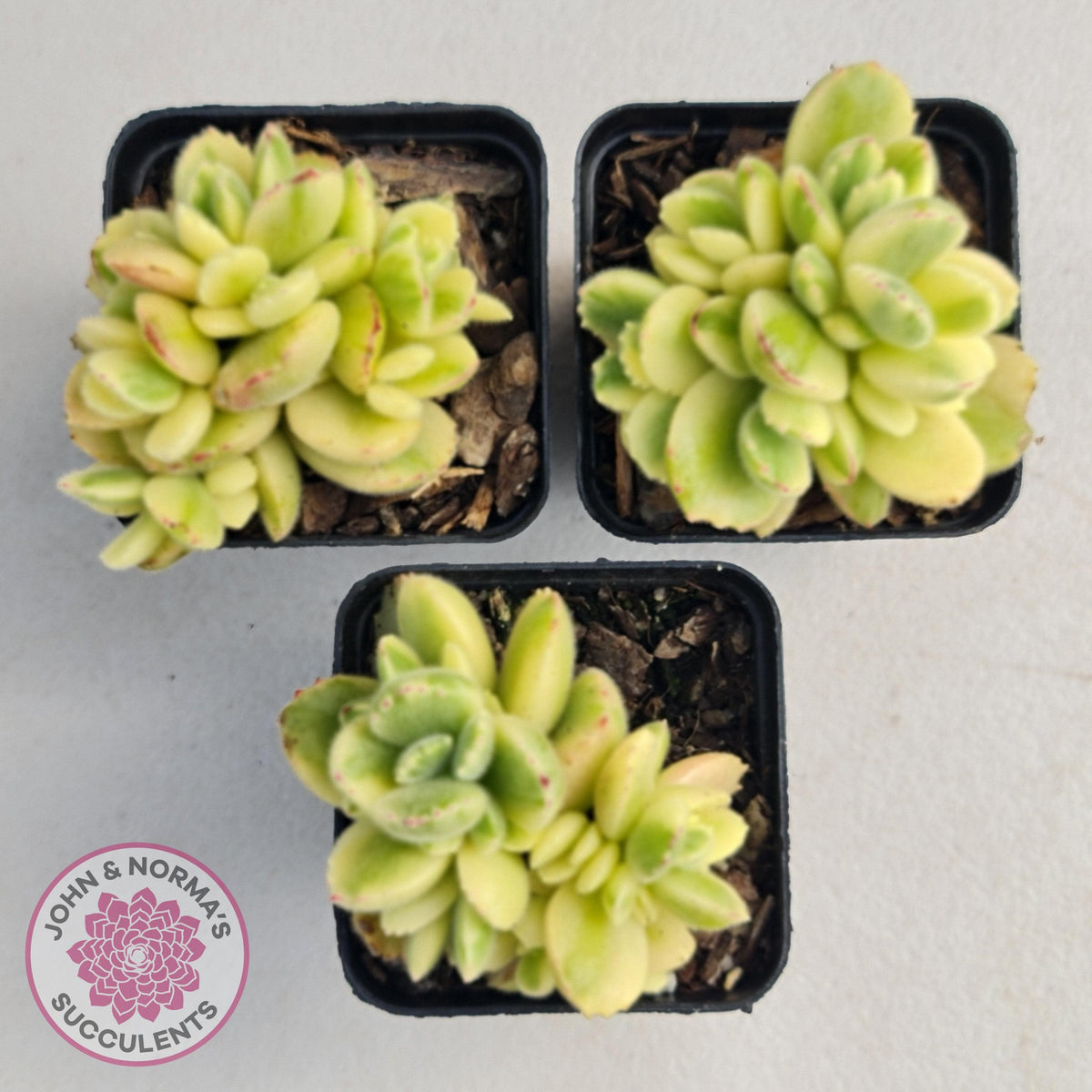 Cotyledon tomentosa 'Bears Paw' White Variegated