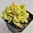 Cotyledon tomentosa 'Bears Paw' White Variegated