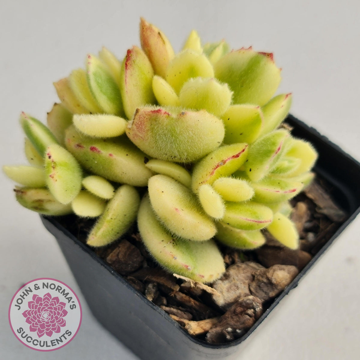 Cotyledon tomentosa 'Bears Paw' White Variegated