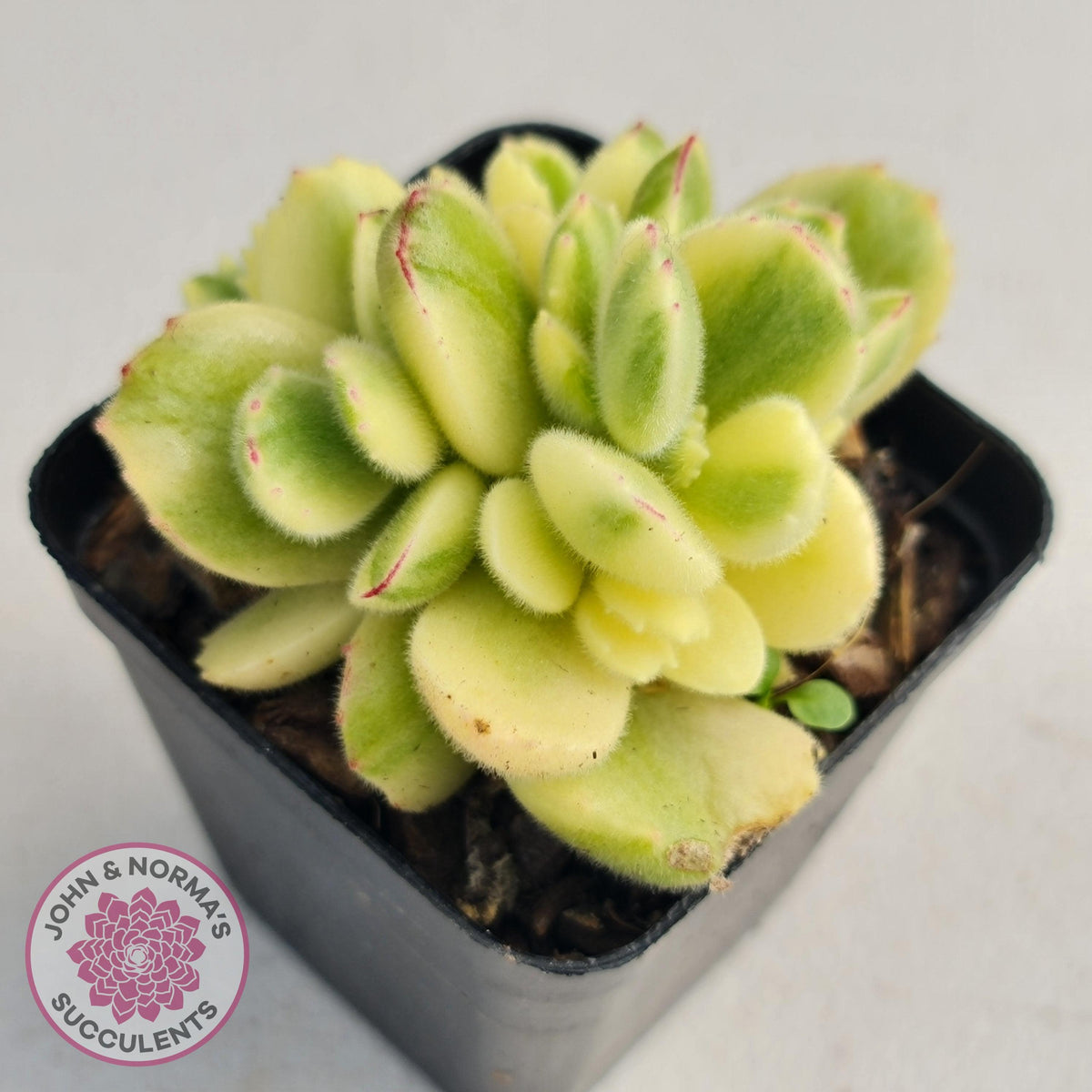 Cotyledon tomentosa 'Bears Paw' White Variegated