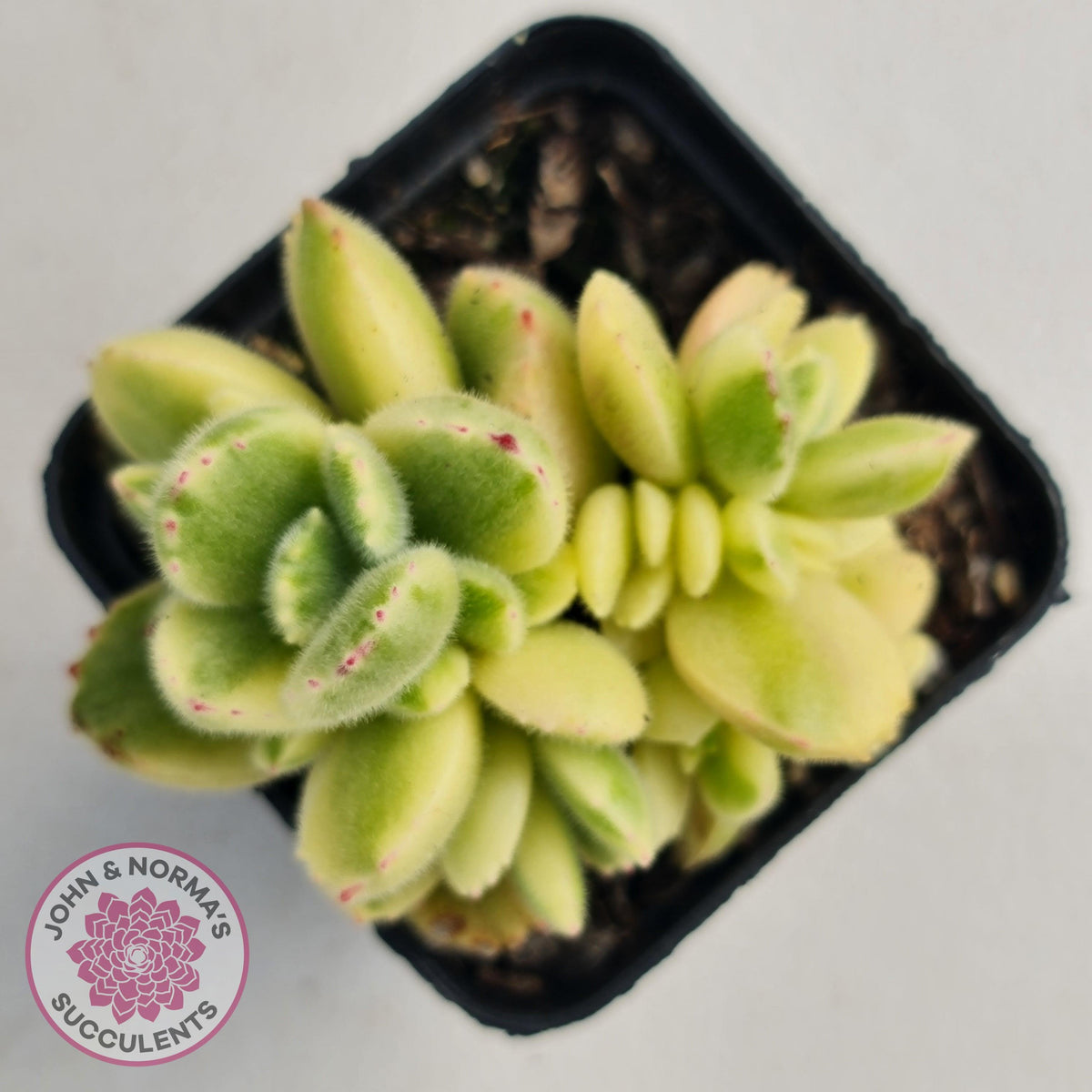 Cotyledon tomentosa 'Bears Paw' White Variegated