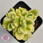 Cotyledon tomentosa 'Bears Paw' White Variegated
