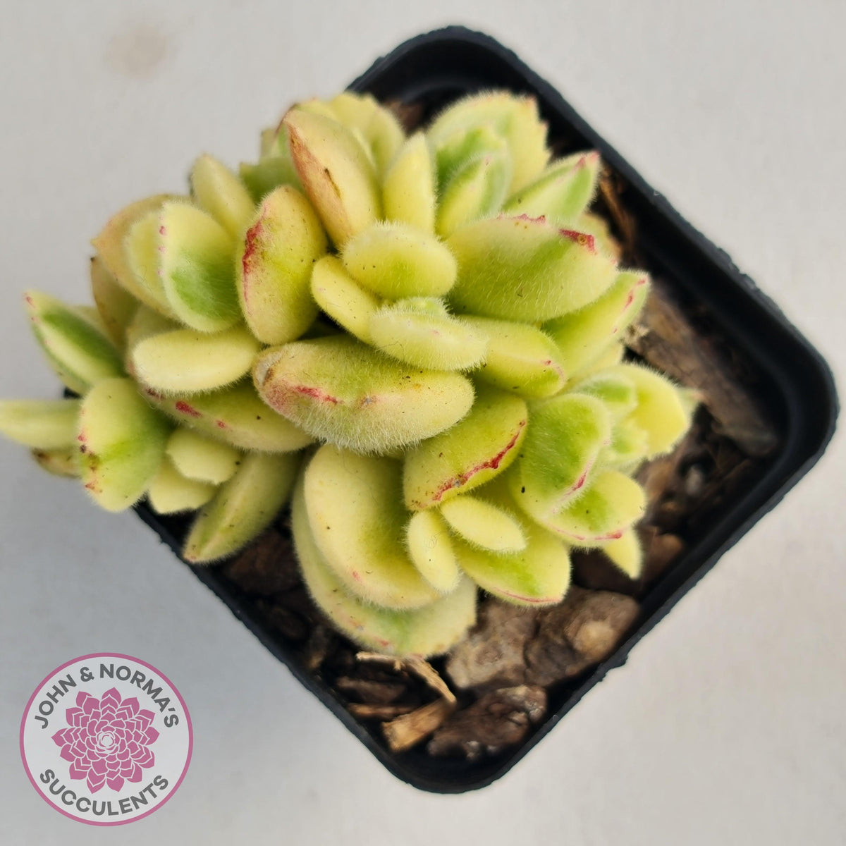 Cotyledon tomentosa 'Bears Paw' White Variegated