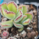 Cotyledon tomentosa 'Bears Paw'