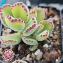 Load image into Gallery viewer, Cotyledon Tomentosa Bears Paw plant showing red stressed claws
