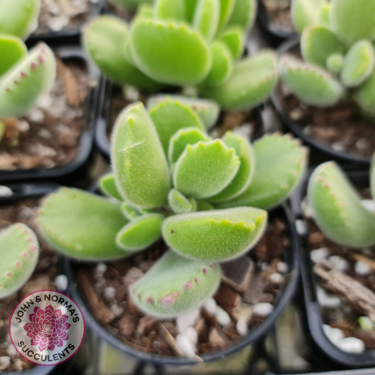 Cotyledon tomentosa 'Bears Paw'