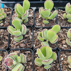 Cotyledon tomentosa 'Bears Paw'