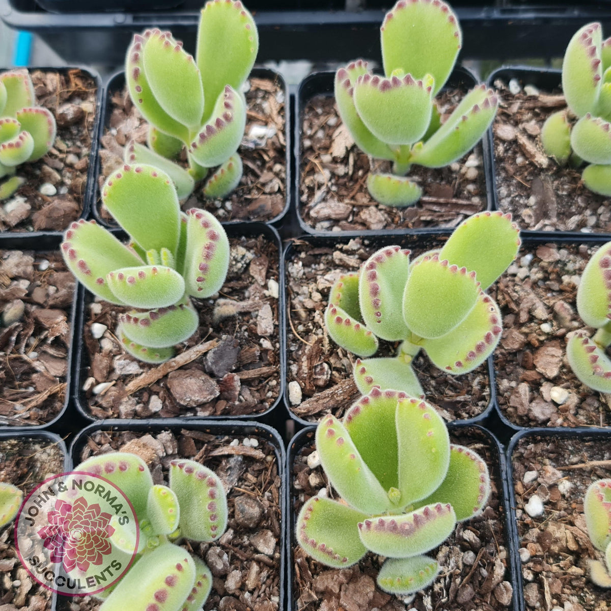 Cotyledon tomentosa 'Bears Paw'