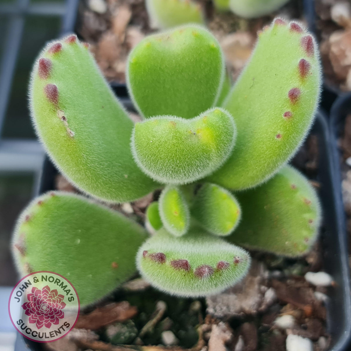 Cotyledon tomentosa 'Bears Paw'