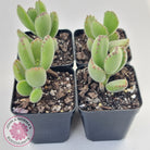 Cotyledon tomentosa 'Bears Paw'