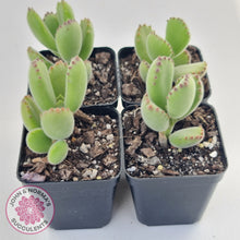 Load image into Gallery viewer, Cotyledon Tomentosa Bears Paw plants, group of four
