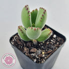 Cotyledon tomentosa 'Bears Paw'