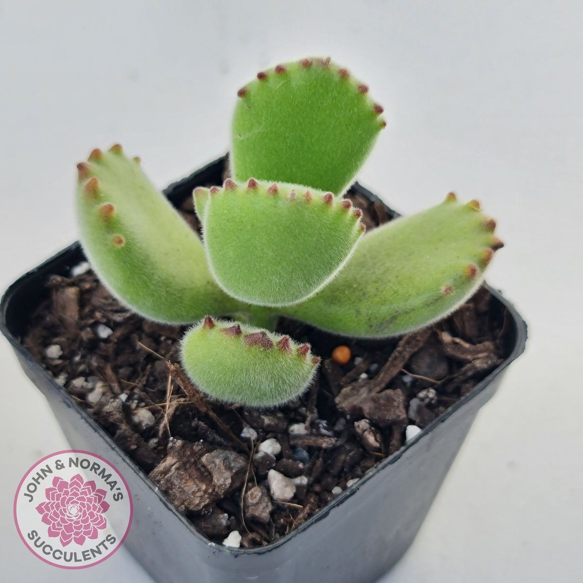Cotyledon tomentosa 'Bears Paw'