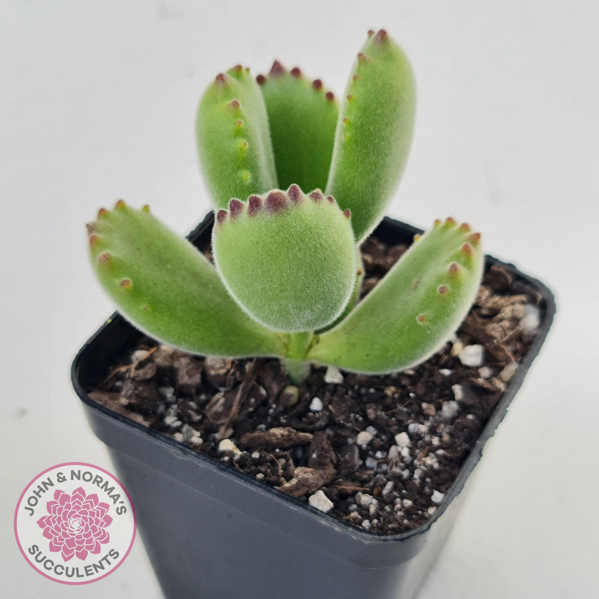 Cotyledon tomentosa 'Bears Paw'