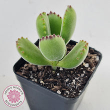 Load image into Gallery viewer, Cotyledon tomentosa &#39;Bears Paw&#39;
