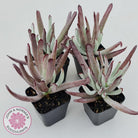 Cotyledon White Sprite