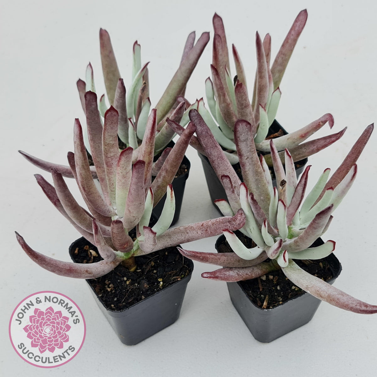 Cotyledon White Sprite